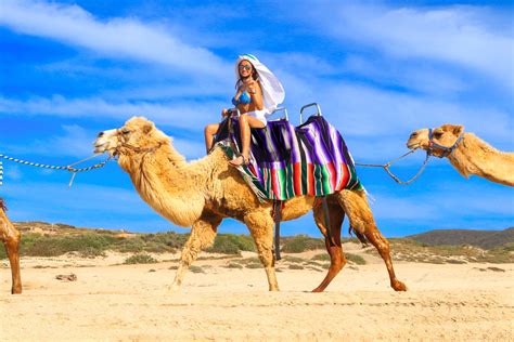 Cactus Tours Camel Ride Los Cabos Passport