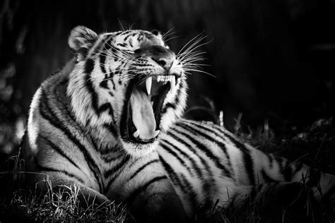 Dsc6499 Amur Tiger Tdg 77 Flickr