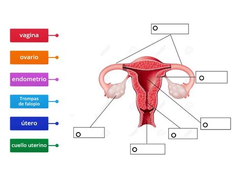 Evaluación Aparato Reproductor Femenino Diagrama Etiquetado