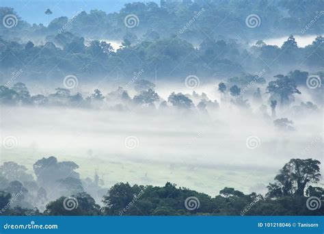 Morning Fog In Dense Tropical Rainforest At Khao Yai National Park