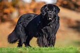 Newfoundland Dog Breed Information & Characteristics | Daily Paws