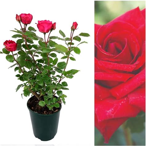 Red Rose Bush Royal William Carbeth Plants
