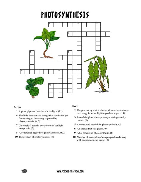 Photosynthesis Print And Go Crossword Puzzle And Coloring Sheet And