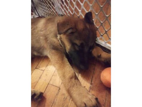 Akc Light Sable German Shepherd Puppy For Sale Kentwood Puppies For