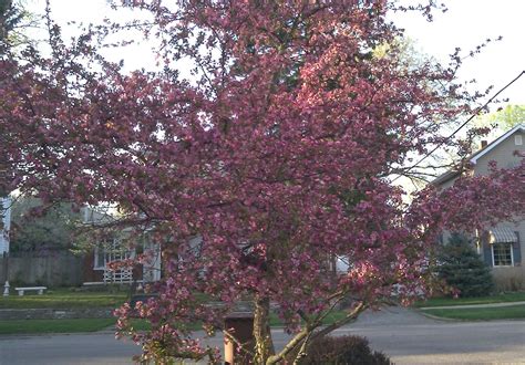 Princess kay flowering plum height: Do these shoes match this purse?: Pretty pink spring ...