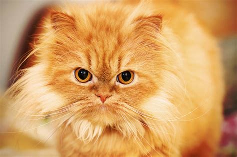 Persian Cat History Appearance And Temperament Cat World