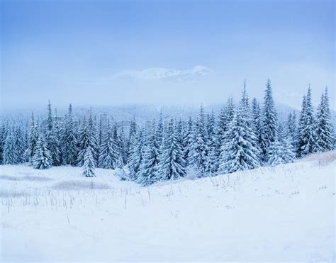 Winter Landscape Trees In Frost Stock Image Colourbox