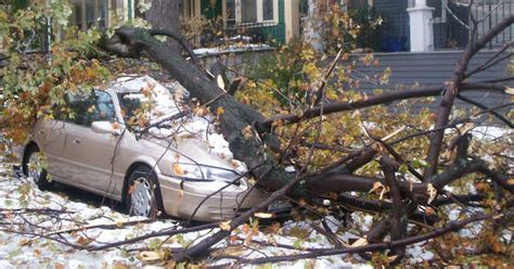 Does Insurance Cover A Tree Falling On Your Car