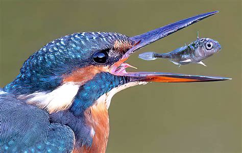 Wonderful Moments A Bright Blue Kingfisher Tosses A Fish In Its Beak