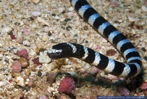 Laticauda Semifasciata Alias Black Banded Sea Krait Hippocampus