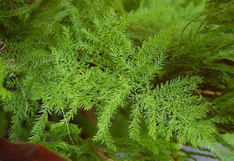 Asparagus Fern Care A Complete Guide Love Planting