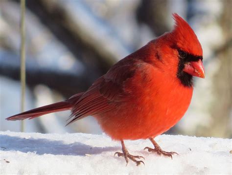 Cardinal Male Bird Pictures Fauna Birds