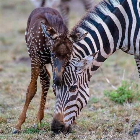 The Worlds Only Polka Dot Zebra Was Born In A Reserve In Kenya It Was