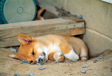 Corgis sleep in two major distinctive ways; Pembroke Welsh Corgis Info, Facts, Temperament, Puppies, Pictures