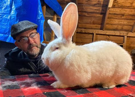 Meet The Really Big Bunnies That Call A Nova Scotia Farm Home Cbc News