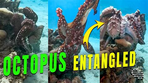 Two Octopus Attempts To Mate As One Gets Entangled Youtube