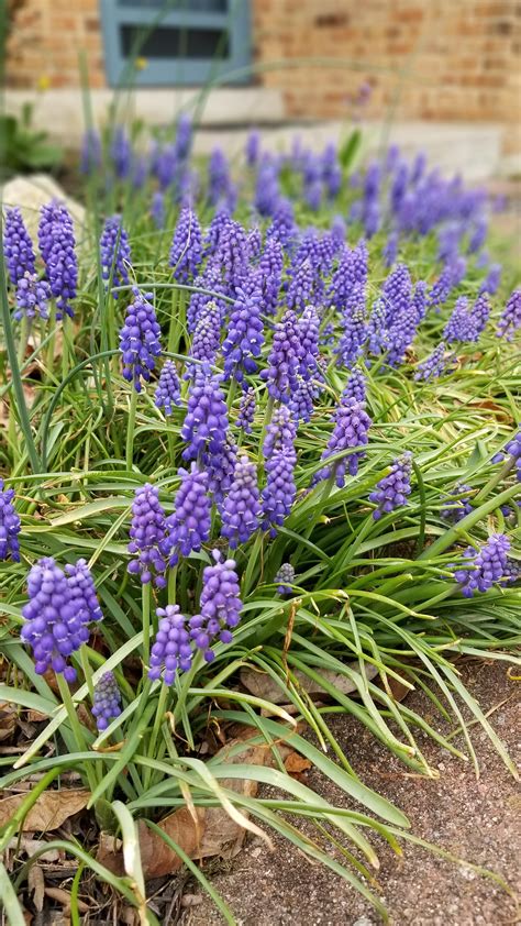 Grape Hyacinth How To Manage Rgardening