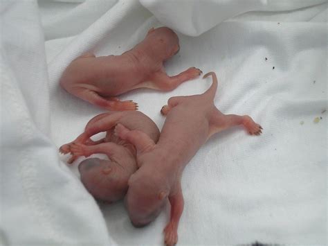 20 Cuteness Overloaded Newborn Animals Best Photography Art