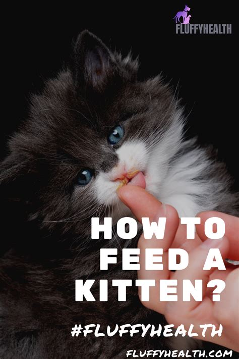 How To Feed A Kitten The Best 2 Tips To Make Feeding Your Kitten