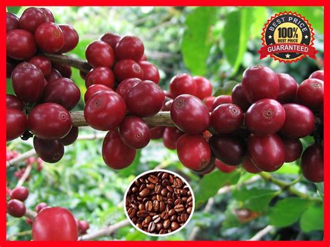Coffee robusta is another coffee beans type that is widely available in the international market. 100+ Pcs Coffee Bean Plant Seeds - ARABICA COFFEE Plant ...