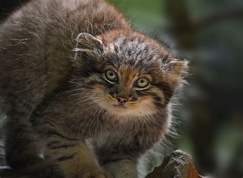 Worlds Small Wild Cats Get A Major Conservation Boost Worldatlas
