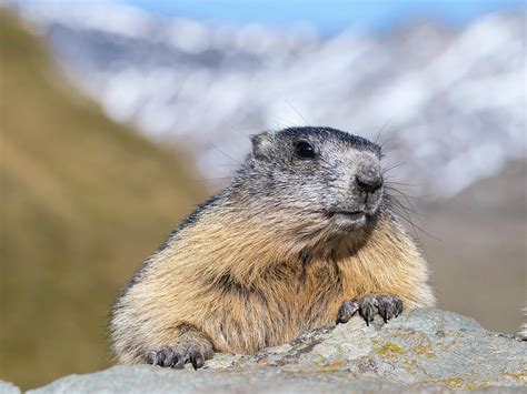 Alpine Marmot (marmota Marmota Photograph by Martin Zwick