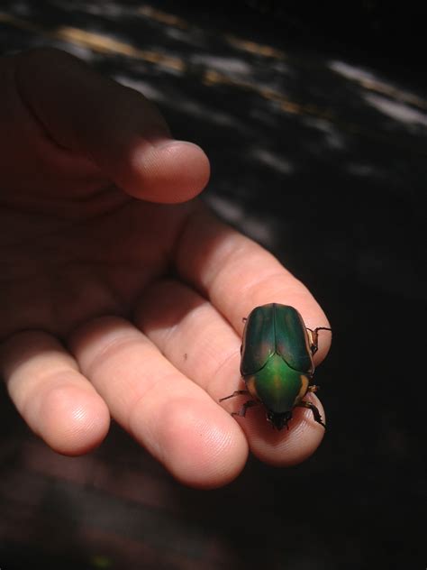 Nature In Your Backyard Green June Beetles Your Wild Life
