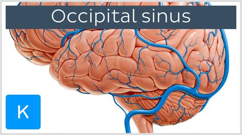 Occipital Sinus Sinus Occipitalis Human Anatomy Kenhub Youtube