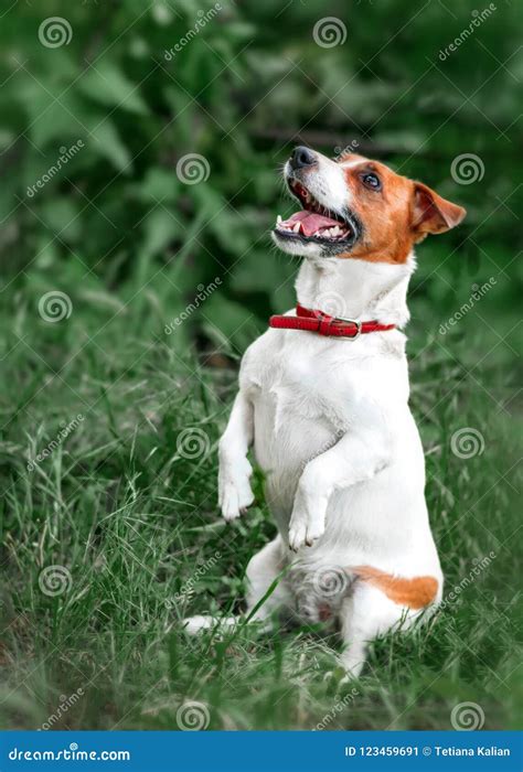 Portrait Of Happy Barking Small White And Red Dog Jack Russel Terrier