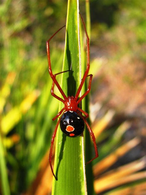 Red Widow Highly Venomous Animals Of The United States Of America