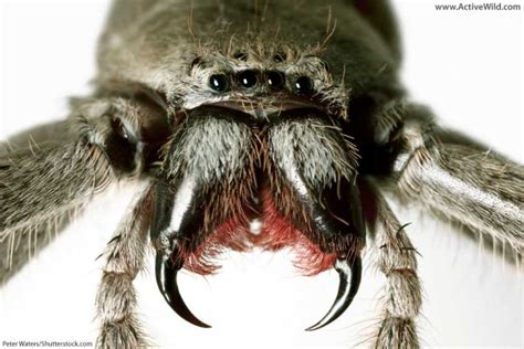 Is A Spider An Insect Differences Between Spiders And Insects