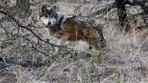 Ranchers Advocates Square Off On Mexican Gray Wolf