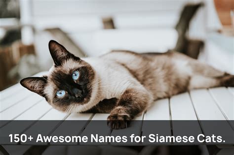 The Best Names For Siamese Cat 150 Awesome Names For Your Cat
