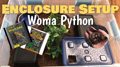 Intro Enclosure Setup For Baby Woma Python Youtube