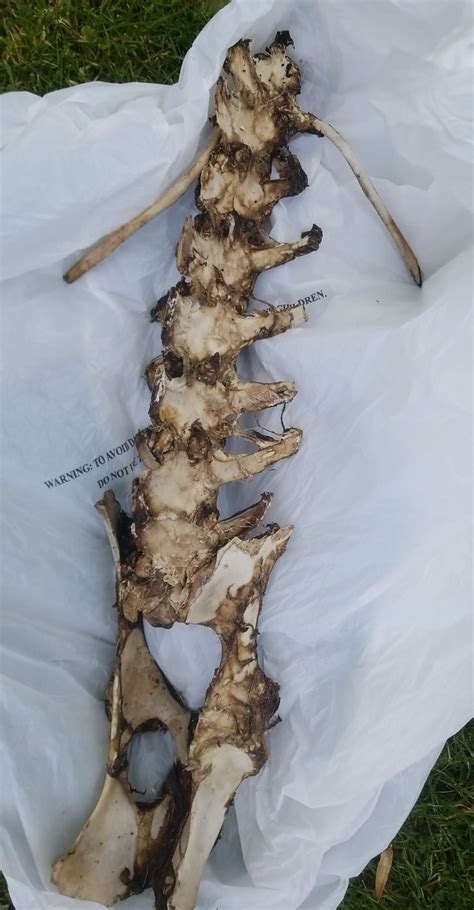 Deer Spinepelvis With Bottom Two Ribs I Found In The Woods Yesterday