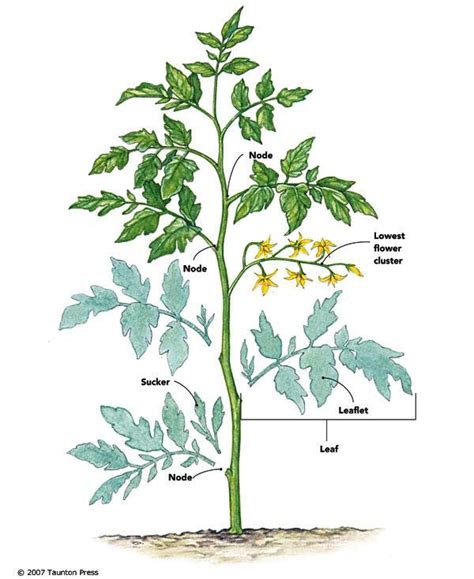 Pruning Strategies For Indeterminate Tomatoes Pruning