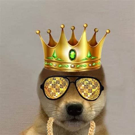 Pin By Weronika Wrzos On Shiby Dog Icon Dog With Hat