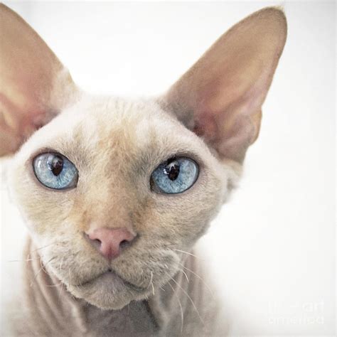 devon rex history personality appearance health  pictures