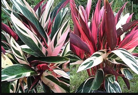 Variegated Tri Color Ginger Tropical Plant Red Green White Etsy
