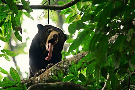 20 Mammals Found Only In Borneo Backyard Tour