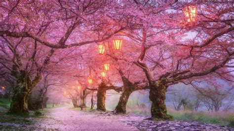 Cherry Blossom Anime Wallpaper Desktop IMAGESEE