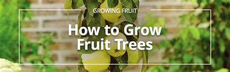 How To Grow Fruit Trees Gardeners Corner Gardening Direct