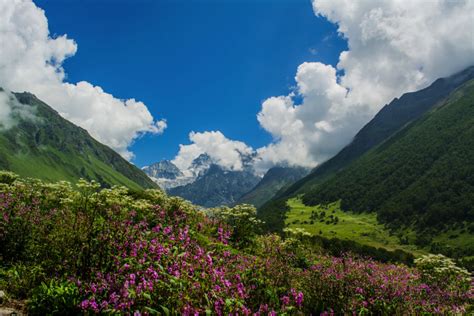 Valley Of Flowers Trek A Travel Guide Valley Of Flowers National