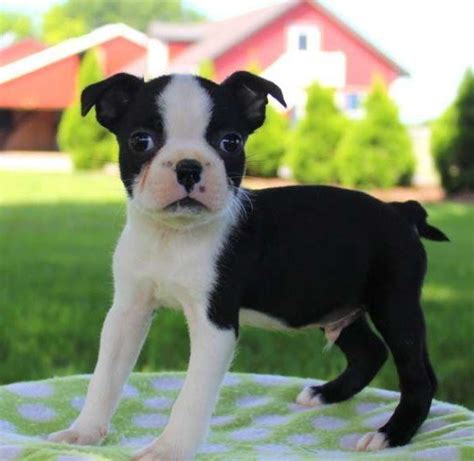 Bostons are generally eager to please their owner and can be. Boston Terrier Puppies For Sale | Washington Avenue ...