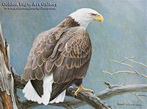 Robert Bateman Golden Eagle Art Gallery