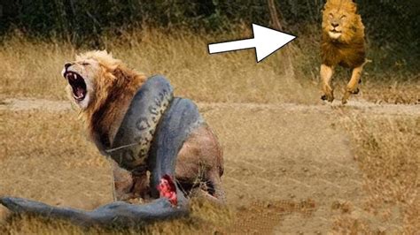 Wİld Anİmal Kİngdom 3 King Lion Vs Big Python Snake Facts About Most