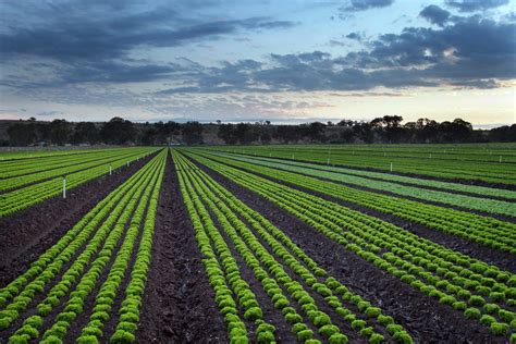 Providing A Snapshot Of The Australian Vegetable Industry Ausveg