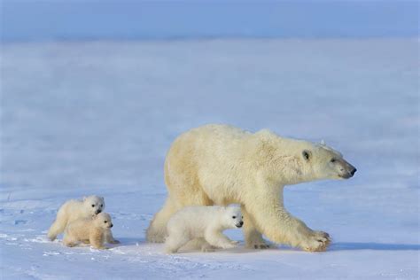 Mother Polar Bear With Three Cubs Photograph By Keren Su Pixels