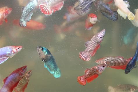 The male bettas are usually bigger than the female bettas. Female Betta Fish Color Variations