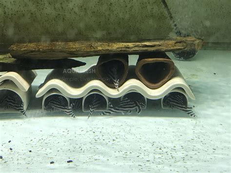 Plecoceramics Pleco Cave Natural Breeding Ceramic Decorations Fish Tank